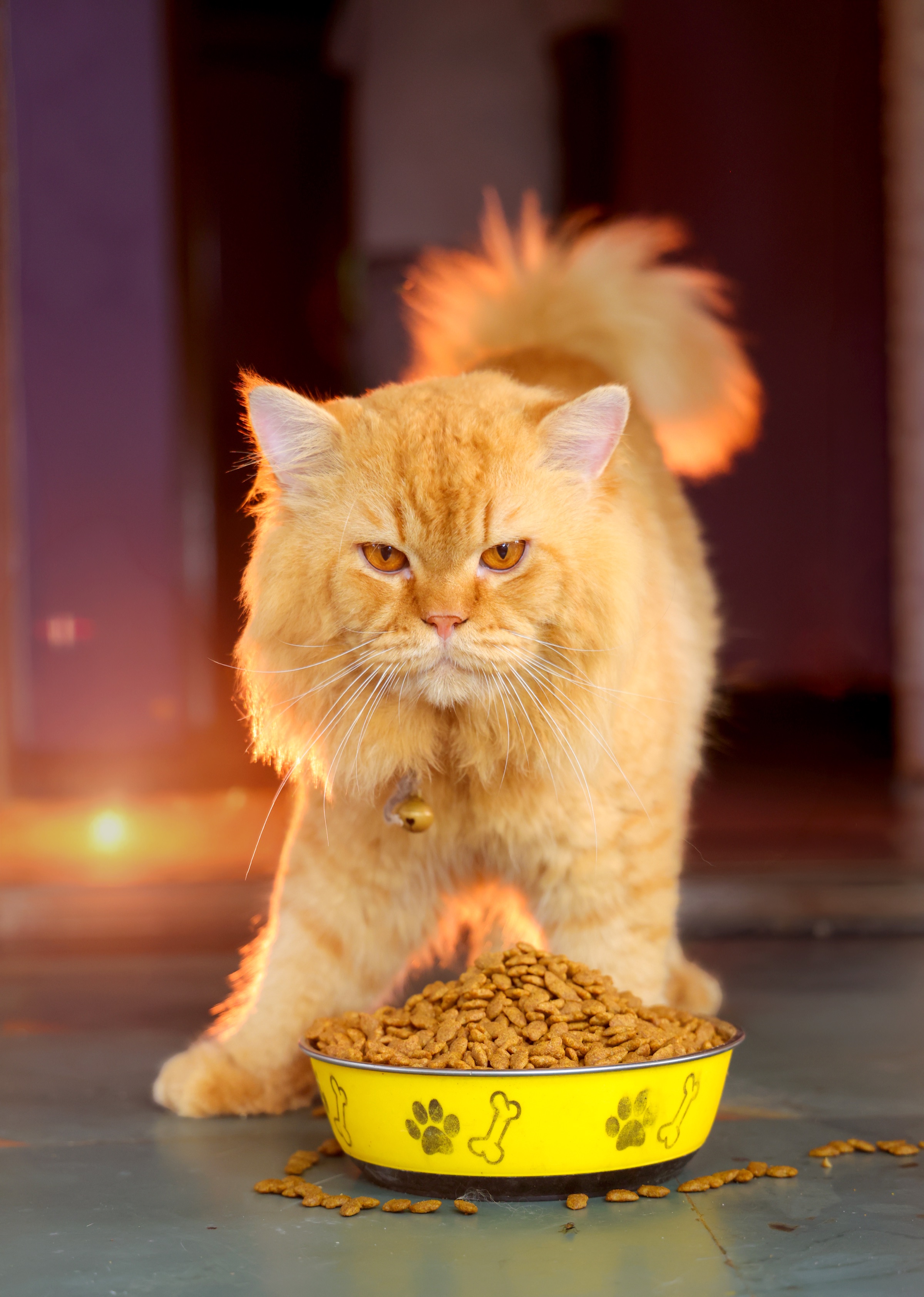 Pet Nutrition