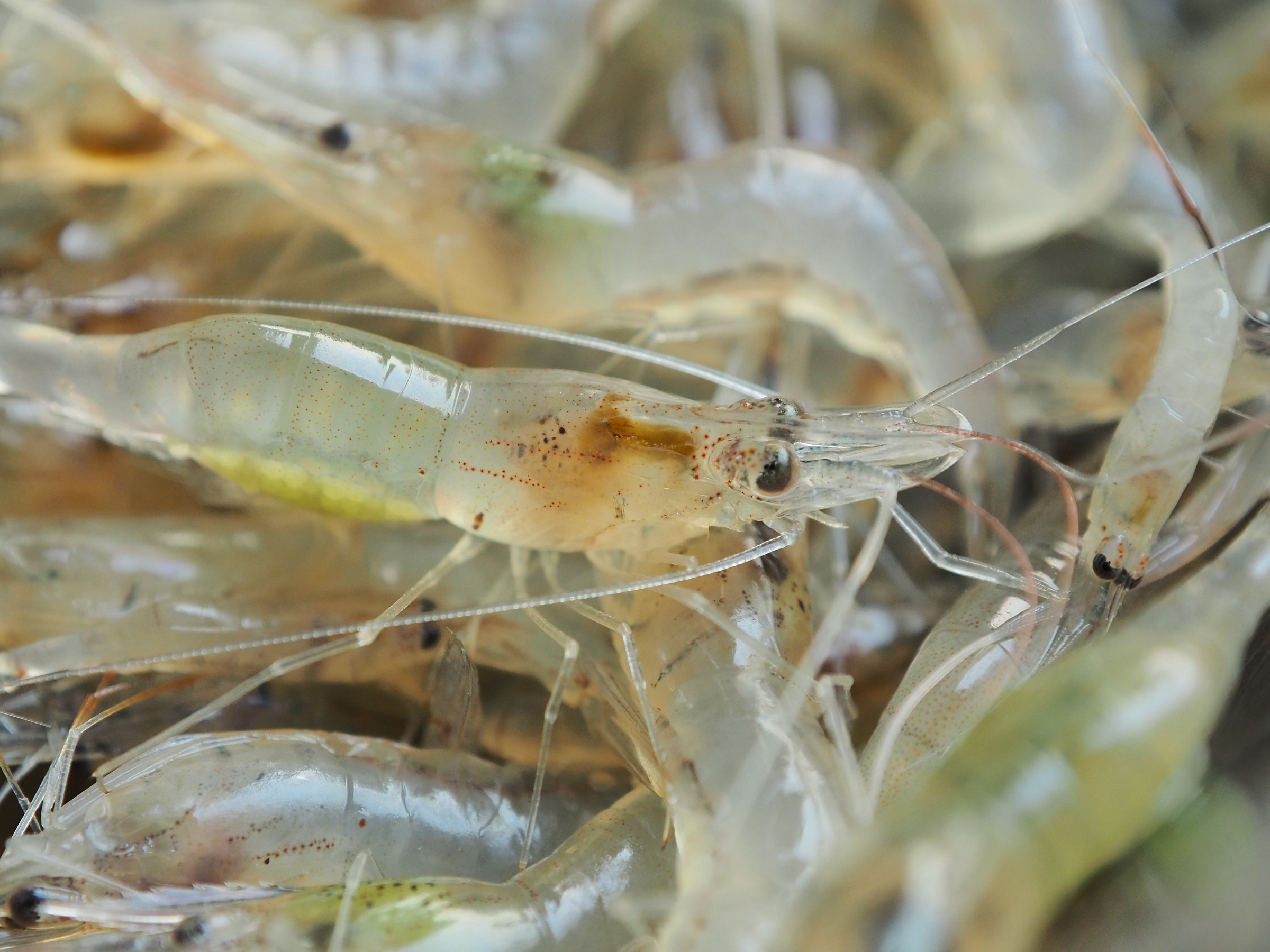 Frozen Seafood products